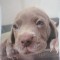 Brac de Weimaraner pui