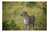Tablou Canvas, "Leopardul &icirc;n plimbare prin savană", Leopard, Iarbă, Vegetație, P&acirc;ndă, Animal, Sălbăticie, Camuflaj, Prădător, Africa, Faună., 39 x 26