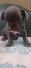 Bulldog francez blue