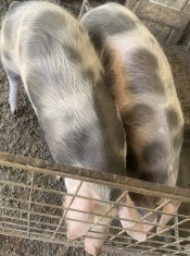 Porci de vanzare in localitatea Babadag, judet Tulcea