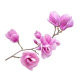 Sticker Ramura de Magnolie - 60x90 cm
