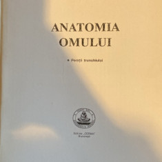 Carti UMF - Anatomia omului - peretii trunchiului