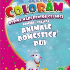 Coloram desene mari pentru cei mici: Animale domestice pui