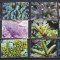 TUVALU CORALI 2006 MI. 1291-1302 MNH