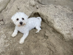 Bichon maltese foto