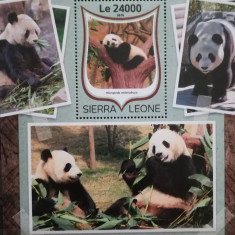 BC201, Sierra Leone 2016, colita fauna-ursi panda