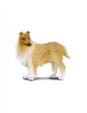 Collie cu par sarmos L Collecta