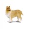 Collie cu par sarmos L Collecta