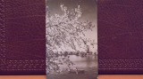 R .P.R. - BUCURESTI - LACUL HERASTRAU - CIRCULATA.