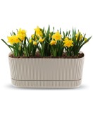 Jardinieră Flora, 3 L, Oem