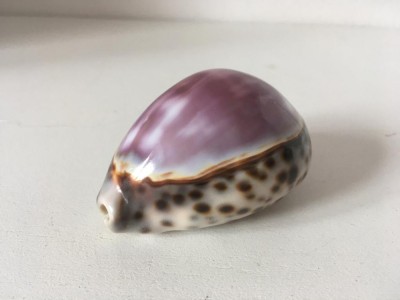 * Ghioc / scoica / cochilie, pt decor sau ghicit, 7x5x4cm foto