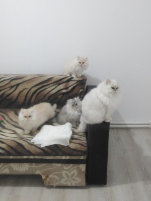 Pui pisică persană foto