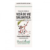 Extract din mladite de vita de vie salbatica, 50ml, Plantextrakt, Carpatica Plant Extract