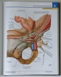 ATLAS DE ANATOMIE A OMULUI , EDITIA A IV - A de FRANK H. NETTER , 2008 *EDITIE CARTONATA