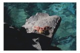 Tablou Canvas, "Crabul sub soarele verii pe st&acirc;ncă", Crab, Rock, Ocean, Sunlight, Shadows, 39 x 26 cm, CMCLASS