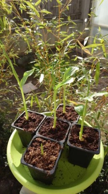 Turmeric rasad - curcuma longa foto