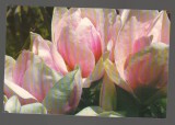 CPIB 20202 CARTE POSTALA - MAGNOLIA x SOULANGIANA &quot;LENNEI&quot;