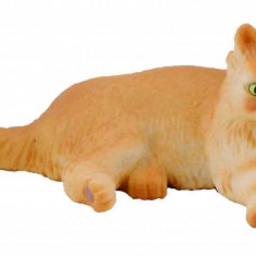 Pisica persana - Collecta
