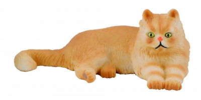 Pisica persana - Collecta foto