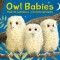 Owl Babies