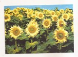 FA109 -Carte Postala- FRANTA - Sandarville. Les tournesols de Noel Dallier, necirculata