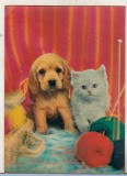 Bnk cp Carte postala 3D - catel si pisica - Wonder Co SSP-87, Circulata, Japonia, Printata