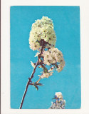 Carte Postala veche - Copac Inflorit , Circulata 1968