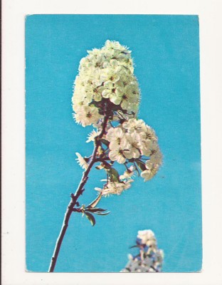 Carte Postala veche - Copac Inflorit , Circulata 1968 foto
