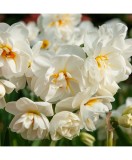 Narcise Narcissus, Cheerfulness, Alb, 14/16, 1 Bulb, Oem