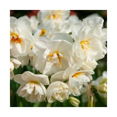 Narcise Narcissus, Cheerfulness, Alb, 14/16, 1 Bulb