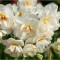 Narcise Narcissus, Cheerfulness, Alb, 14/16, 1 Bulb