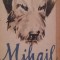 MIHAIL CAINE DE CIRC