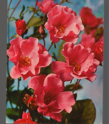 CPIB 15118 - FELICITARE - TRANDAFIRI. TIPARITA IN ITALIA, FOTO KODAK foto