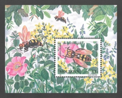 Moldova 1997 - Insecte, viespe, colita neuzata foto