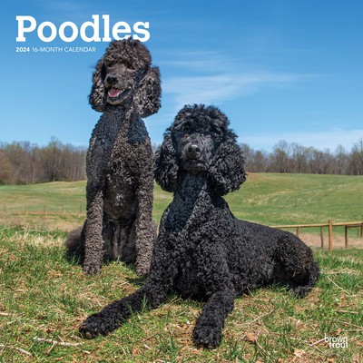 Poodles 2024 Square foto