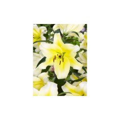 Bulb, Crini, Concad&#039;or, Calibru 16/18