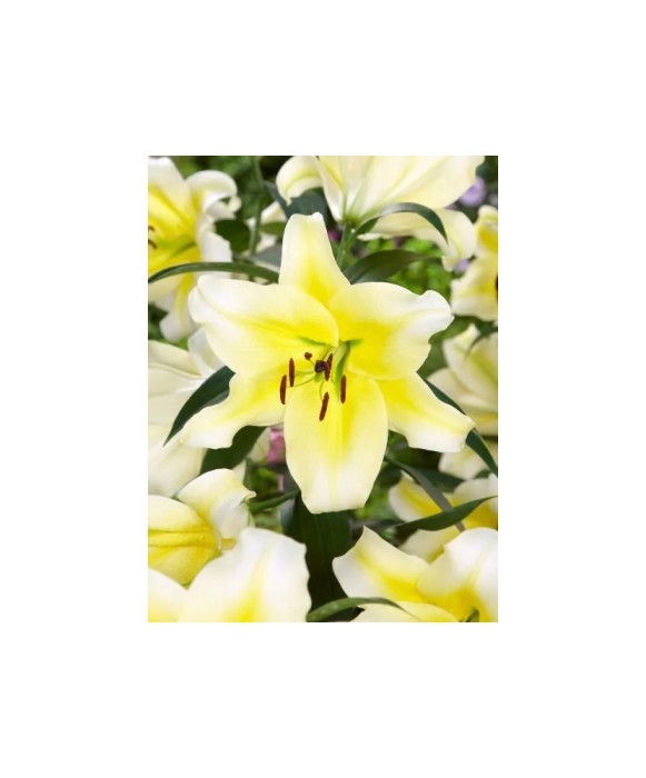 Bulb, Crini, Concad&#039;or, Calibru 16/18