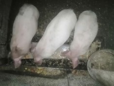 Porci Galicea - 14 purcei de 2 luni, in?arca?i foto