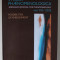 STUDIA PHAENOMENOLOGICA , POSSIBILITIES OF EMBODIMENT , ROMANIAN JOURNAL FOR PHENOMENOLOGY , VOLUME XII , 2012