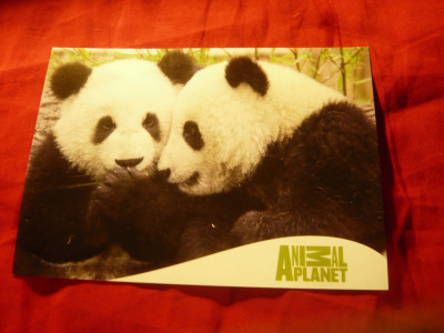 Calendar 2009 - tip Carte Postala - Ursuleti Panda - Colectia Animal Planet foto