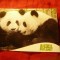 Calendar 2009 - tip Carte Postala - Ursuleti Panda - Colectia Animal Planet