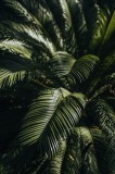 Tablou Canvas, "Frunzele misteriose ale junglelor tropicale", Frumusețe, Lumină, Verdeață, Frunze, Natură, Textură, 26 x 39 cm, CMCLASS