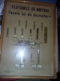 FLUTURILE de MATASE,FAZELE LUI DE DEZVOLTARE,Gogoasa matase tip Insectar,Tp.GRAT