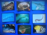 HOPCT LOT NR 24 / 9 CARTONASE - FAUNA MARINA / FAUNA- ITALIA