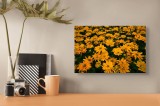 Tablou Canvas, "C&acirc;mp de flori galbene strălucitoare", Flori, Galbene, Abundente, Petale, Luminoase, Naturale, Frumoase, Vesele, &Icirc;nsorite, Vibrante, 39