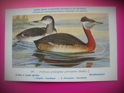 HOPCT 6339 PODICEPS GRISEIGENA GRISEIGENA -PASARI DE APA-FAUNA EUROPA-CP CHROMO LITHO -MUZEUL REGAL STIINTE NATURALE BELGIA-NECIRCULATA foto