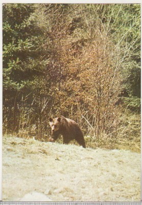 bnk cp Fauna - Urs - Vedere - uzata foto