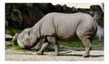 Tablou Canvas, "Rinocerul &icirc;n habitatul său natural", Rhino, Piatra, Copaci, Umbre, Texturi, Nisip, Verdeață, Lumina, 39 x 26 cm, CMCLASS