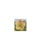 Planta Spanz, Helleborus Orientalis, flori simple, apricot, orange, ghiveci 10cm, Oem