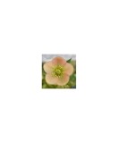 Planta Spanz, Helleborus Orientalis, flori simple, apricot, orange, ghiveci 10cm, Oem